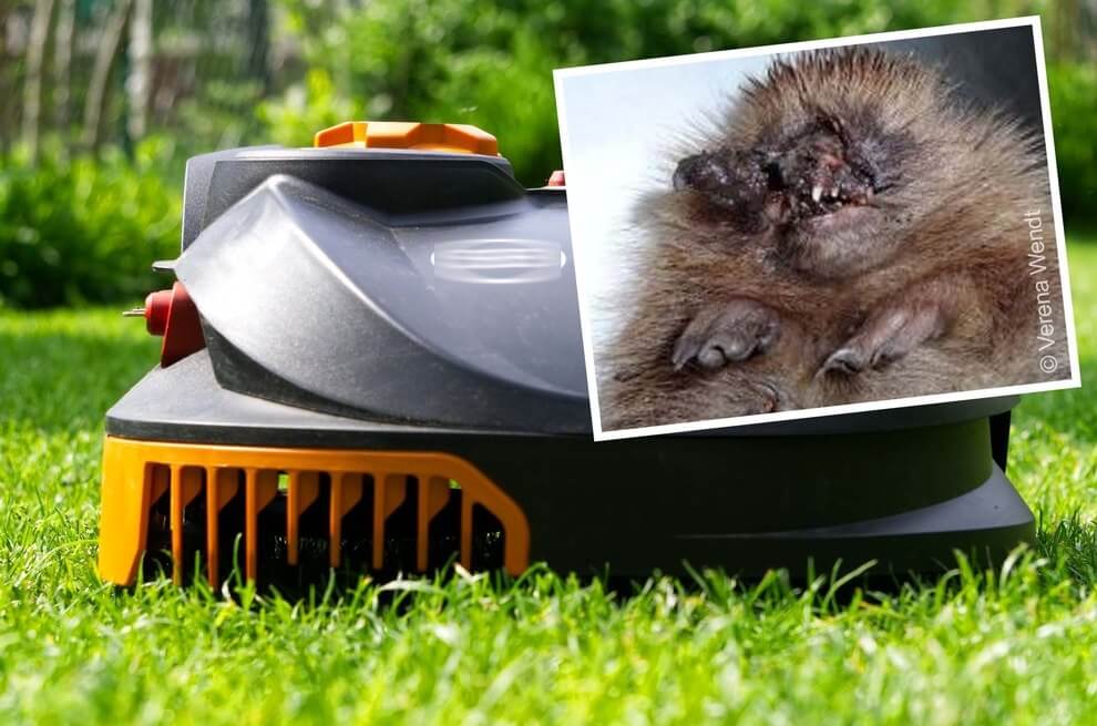 Robot Lawnmower Threat Hedgehogs – Wildlife by Automatic Gardening Tools