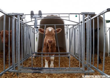 Animals Suffer on British Farms Despite ‘High-Welfare’ Assurances