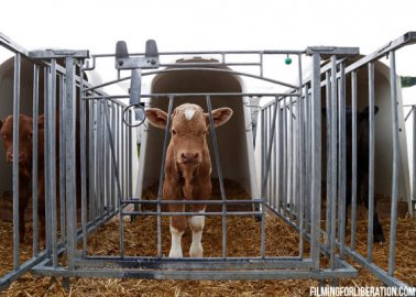 Animals Suffer on British Farms Despite ‘High-Welfare’ Assurances