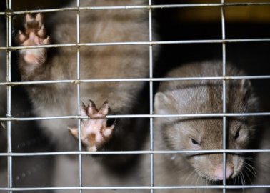 COVID-19 Cases in Minks Prompt Call to Ban Netherlands Fur Farms Now