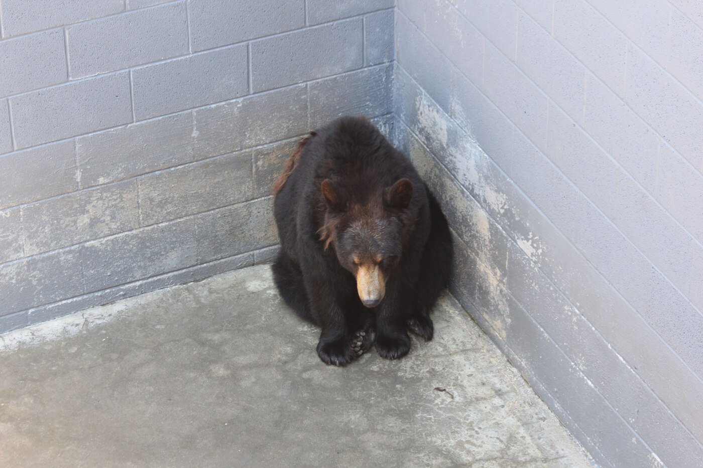 9 Reasons Not to Visit Zoos 9 Reasons Not to Visit Zoos