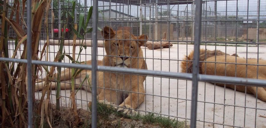 9 Reasons Not to Visit Zoos