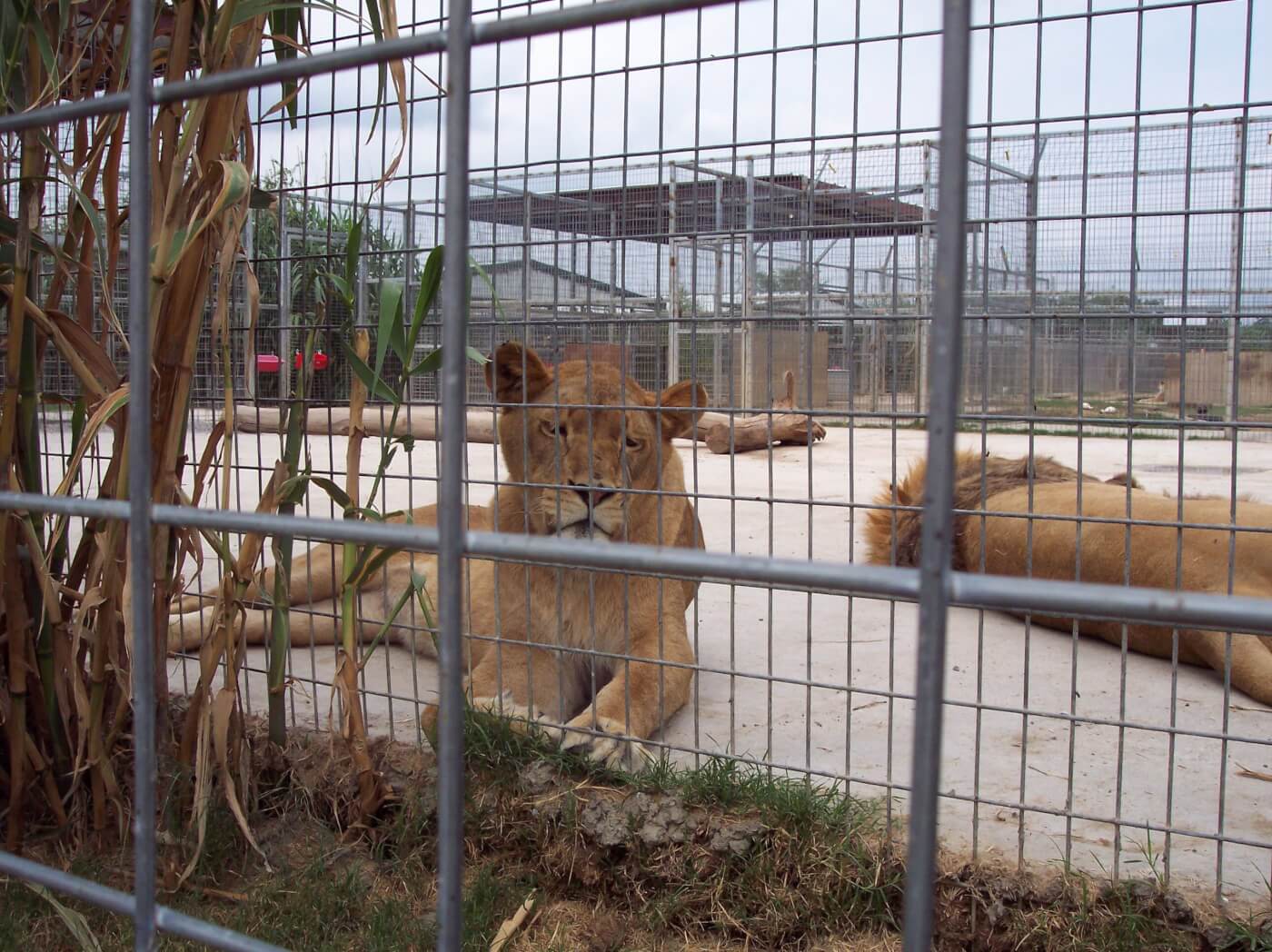 cons of keeping animals in captivity