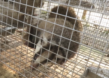 Chinese Badger-Brush Industry: Animals Hunted Illegally, Barbarically Killed