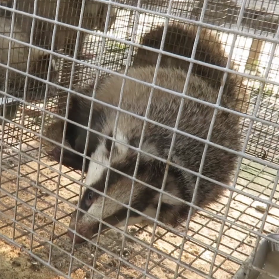 Badgers Held in Cramped Cages, Beaten, and Killed for Their Hair – Take Action Now!