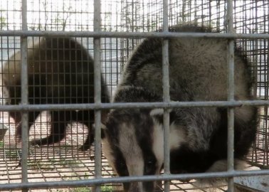 P&G Bans Badger-Hair Shaving Brushes After Horrifying Cruelty Exposed