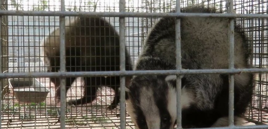P&G Bans Badger-Hair Shaving Brushes After Horrifying Cruelty Exposed P&G Bans Badger-Hair Shaving Brushes After Horrifying Cruelty Exposed