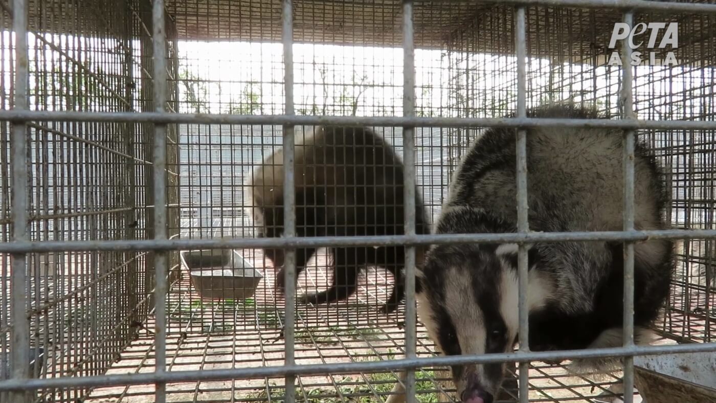 P&G Bans Badger-Hair Shaving Brushes After Horrifying Cruelty Exposed P&G Bans Badger-Hair Shaving Brushes After Horrifying Cruelty Exposed