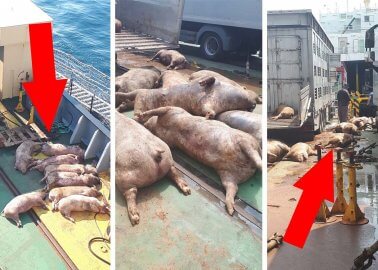 Eyewitness: 40 Pigs Thrown Into the Sea in Animal Transport Horror
