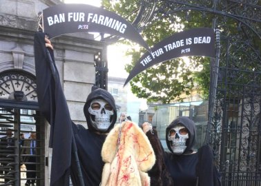 ‘Grim Reapers’ Urge Irish Politicians to Ban Fur Farming
