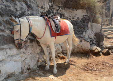 Donkeys on Santorini Abused and Used as Taxis: Please Help Them!