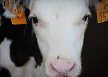 Spare Animals on Irish Farms a Voyage of Despair