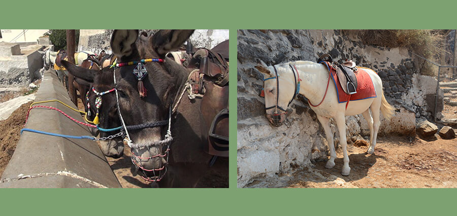 Donkeys on Santorini Abused and Used as Taxis: Please Help Them! - PETA UK