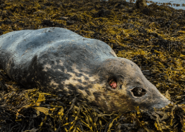 Seals Shot and Killed in Scotland by Cruel Salmon-Farming Industry