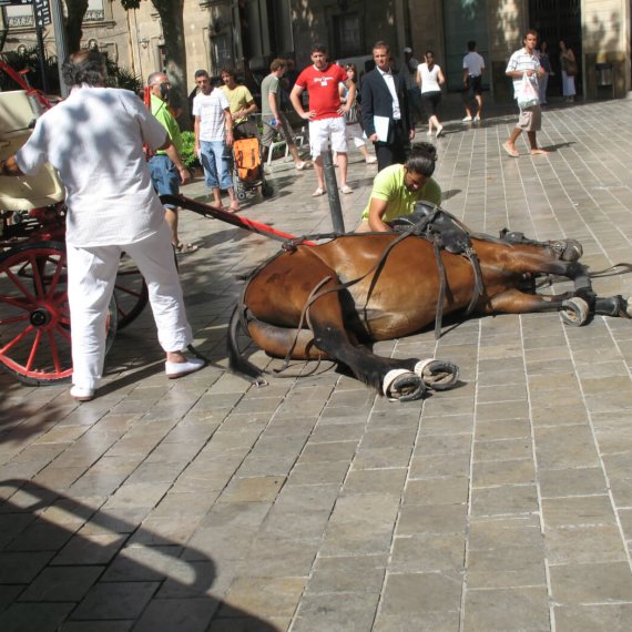 Call for a Ban on Horse-Drawn Carriages in Mallorca
