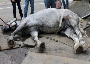 Horses Pushed to Exhaustion, Collapse for Tourist Carriage Rides