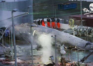 Bloodshed During Iceland’s Summer Whale-Hunting Season