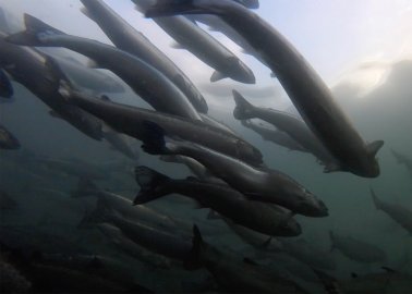 Shocking Video Exposes Cruel Salmon Farming in Scotland
