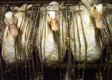 Paul O’Grady, Miriam Margolyes, Mark Rylance, Alesha Dixon, and Others Call For UK-Wide Foie Gras Ban