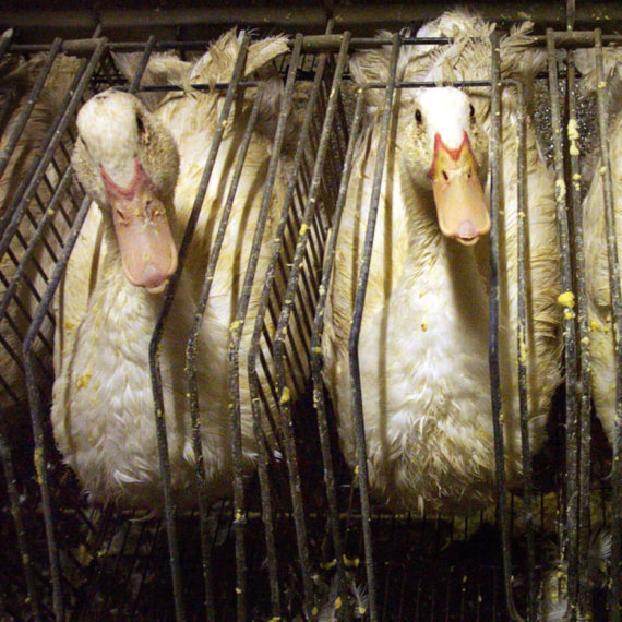 Foie Gras