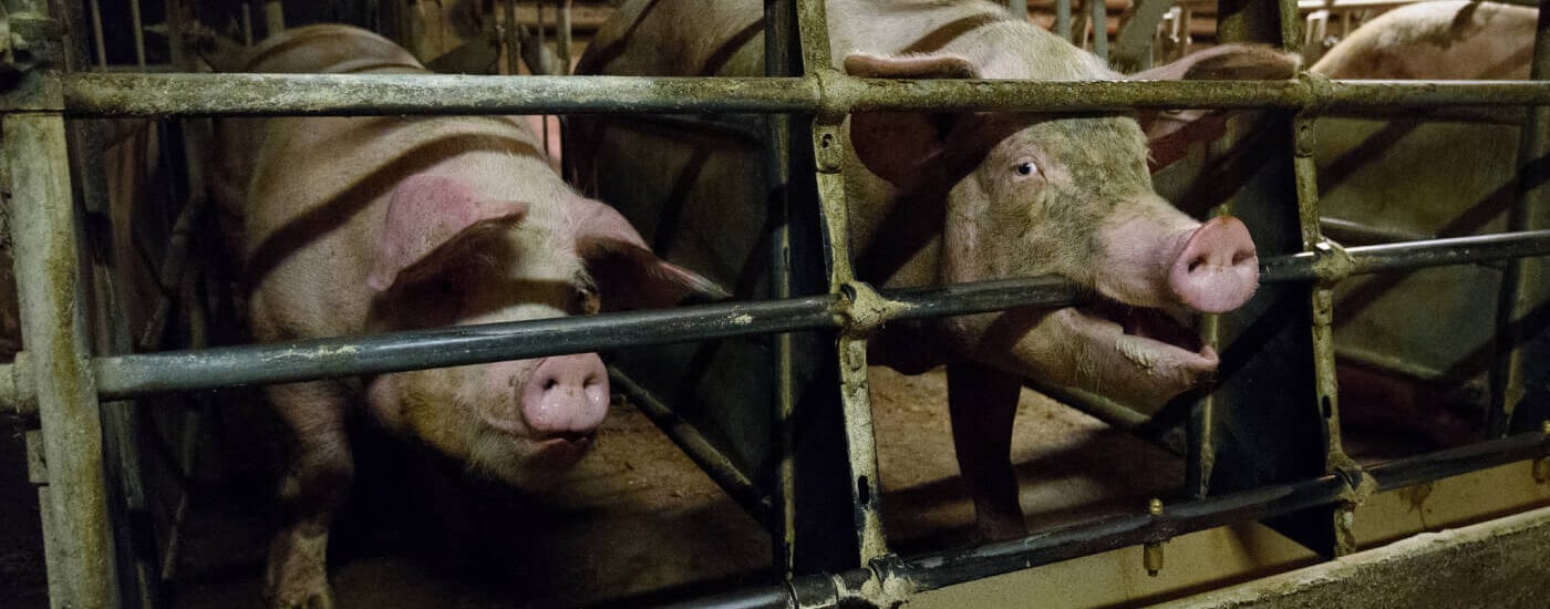 Animals Killed for Meat