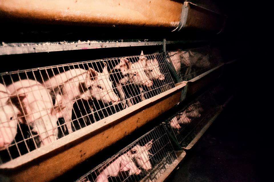 History in the Making! European Commission Commits to Banning Cages for