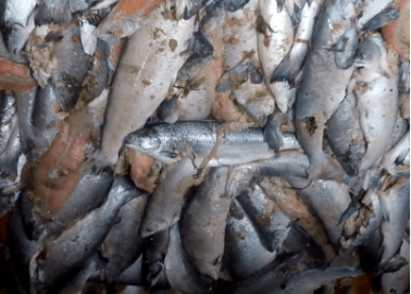 Video Reveals Maggot-Infested Salmon on Scottish Farms