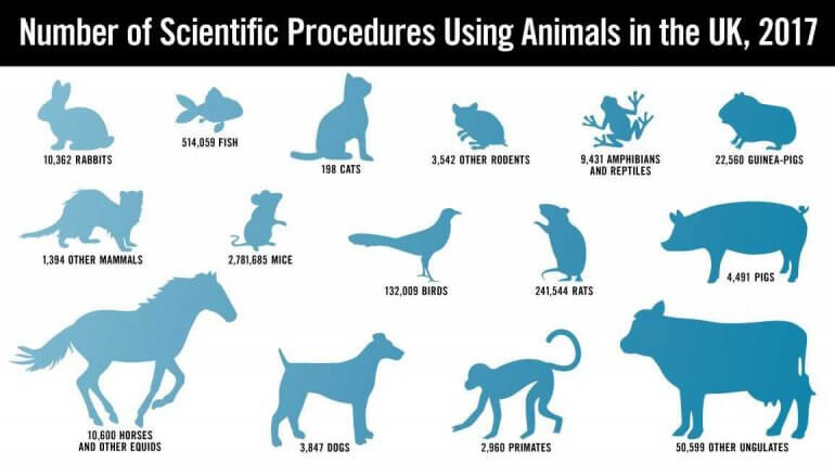 8 Reasons Why Experiments on Animals Must End 8 Reasons Why Experiments on Animals Must End