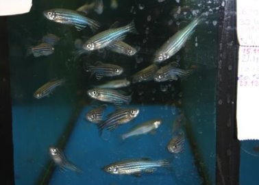 Progress Towards Replacing the Use of Fish for Toxicity Testing