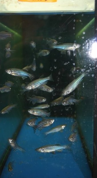 Animal Testing Fish Progress Towards Replacing the Use of Fish for Toxicity Testing