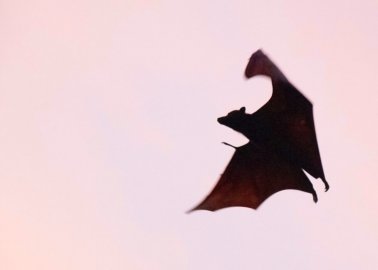 7 Ways to Have a FANGtastic Vegan Halloween