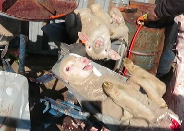Exposed Again: Crying Lambs’ Flesh and Tails Cut and Burned Off, Sheep Beaten in the Face for Wool in Australia