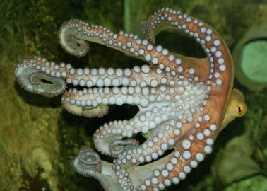 Curiosity-Driven Nonsense: Octopuses Caged and Drugged for ‘Science’