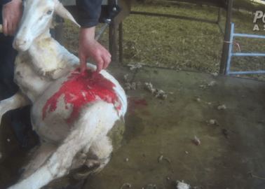 Formal Complaint Filed With Scottish SPCA After PETA Asia Investigation Exposes Rampant Cruelty to Sheep
