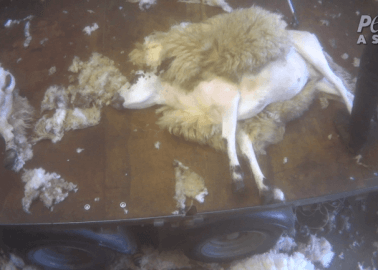 Where Does Wool Really Come From? Watch Shocking New Footage From UK Sheep Farms