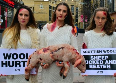 ‘Wool Hurts’: PETA Supporters Cradle Shorn ‘Sheep’ in Wool Protest