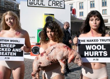 ‘Beaten’ and ‘Bruised’ PETA Supporters Cradle Shorn ‘Sheep’ in Wool Week Protest