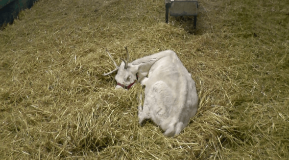 people for the ethical treatment of animals animal rights in the uk