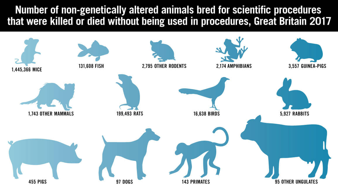 Life in an Animal Testing Laboratory: An 'Unused' Animal's Experience Life in an Animal Testing Laboratory: An 'Unused' Animal's Experience