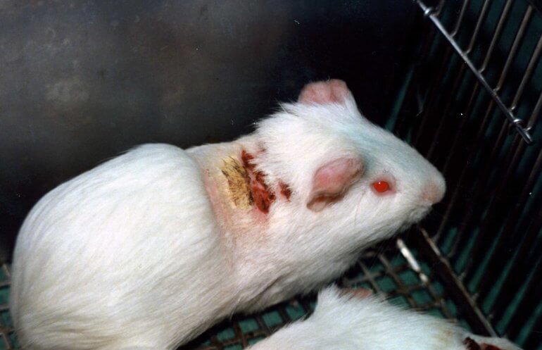 8 Reasons Why Experiments on Animals Must End