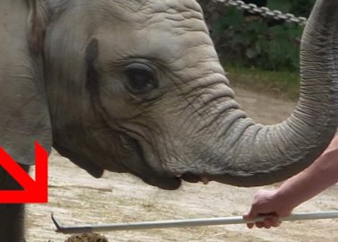 Elephants Forced to Entertain Tourists Through Pain and Fear