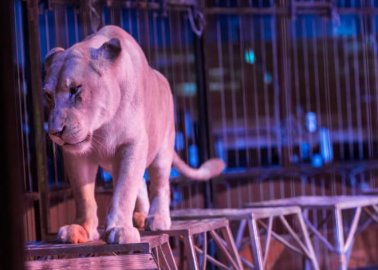 Animals in Circuses Need Your Help – Tell Welsh Government to Ban Cruel Shows