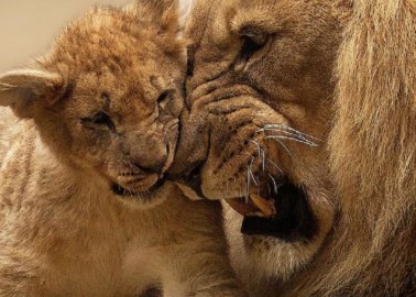 All-CGI ‘Lion King’ Premiere: Rescued Lion Sponsored in Jon Favreau’s Honour