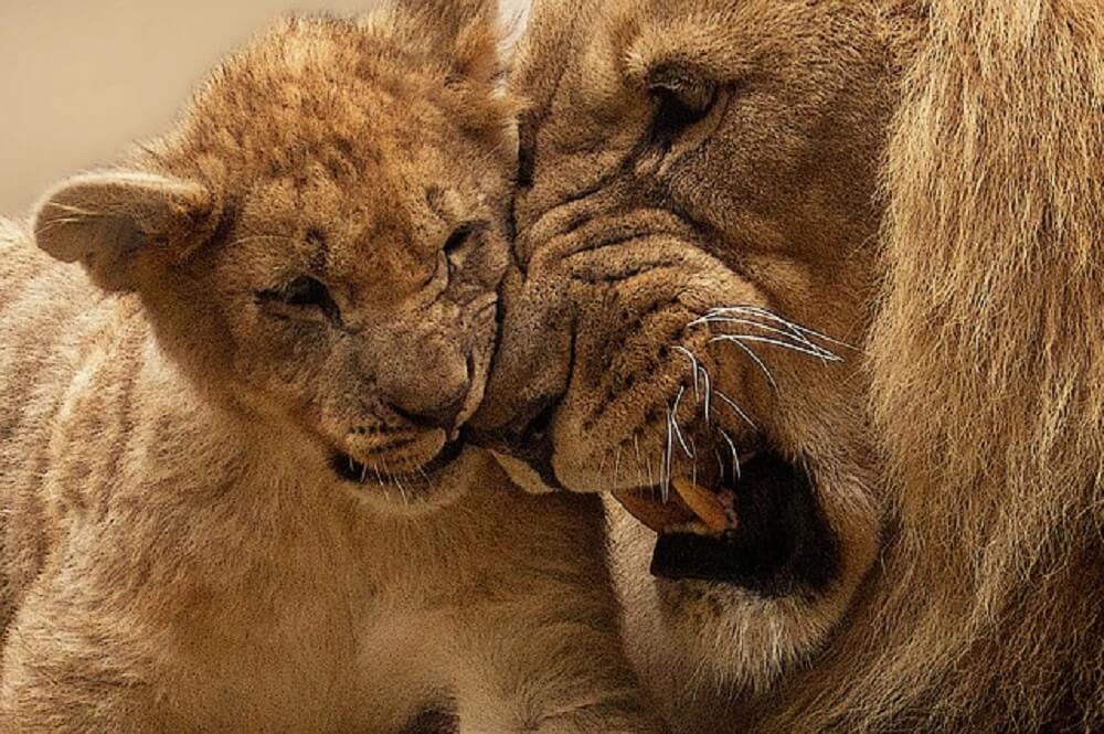 Today Is the Day: No More Wild Animals Will Be Exploited in Circuses in England Today Is the Day: No More Wild Animals Will Be Exploited in Circuses in England