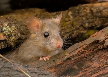 Huge Progress! Dutch University Spares Small Mammals Suffering in Traps After Hearing From PETA Netherlands
