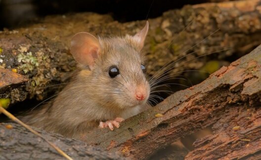 Image shows a mouse in the wild.