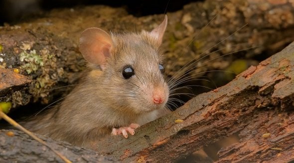 Image shows a mouse in the wild.