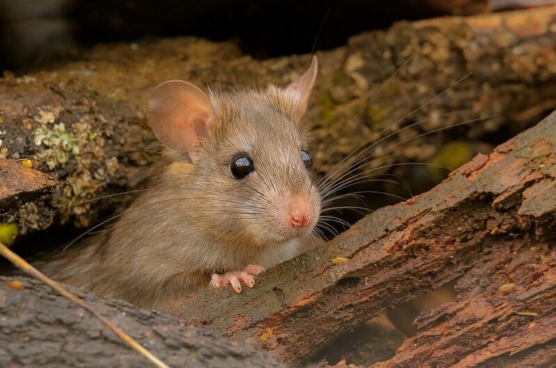 Image shows a mouse in the wild.