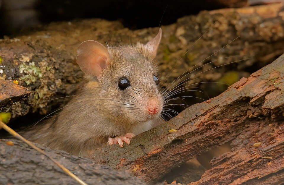 Image shows a mouse in the wild.