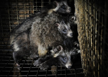 The Fur Industry Is Deceiving You: Board Slams Misleading Fur Federation Ad